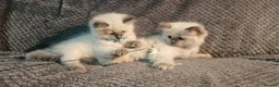 Ragdoll cats for sale: Blue Point Ragdoll Kittens Champion Bloodline - Advert 7