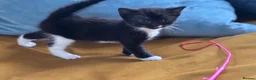 Mixed Breed cats for sale: 4 healthy black and black and kittens  - Advert 8