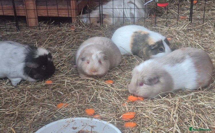 Guinea Pig rodents - Advert 2