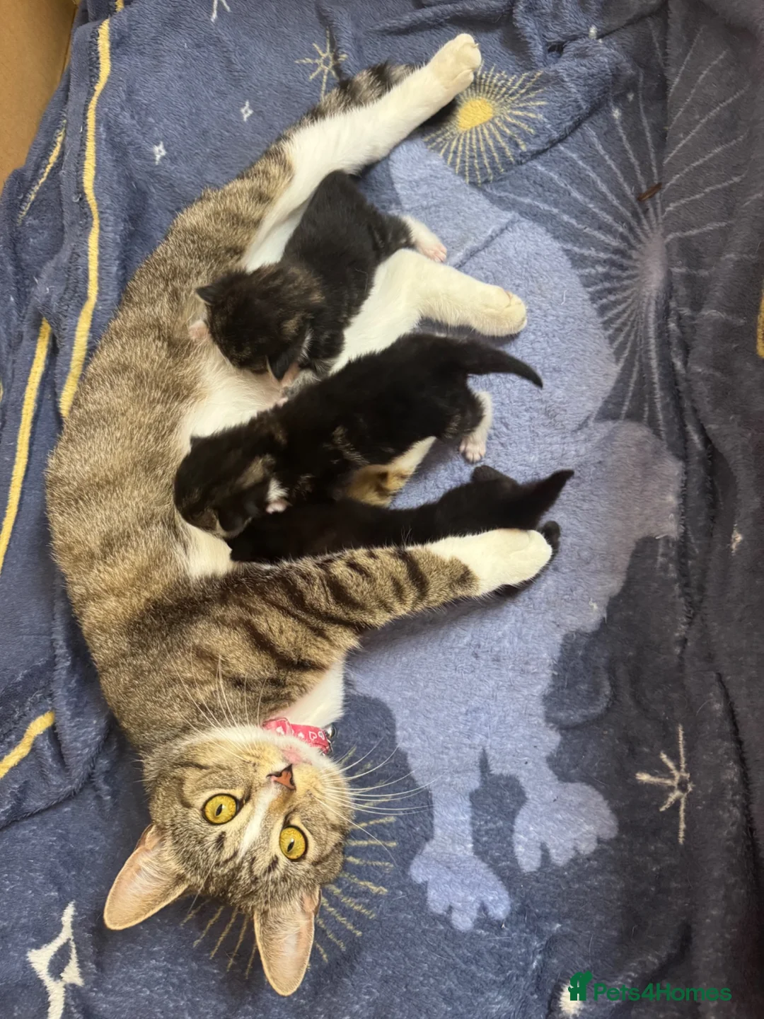 Mixed Breed cats for sale: 2 female 1 male kitten  in Exeter - Advert 1