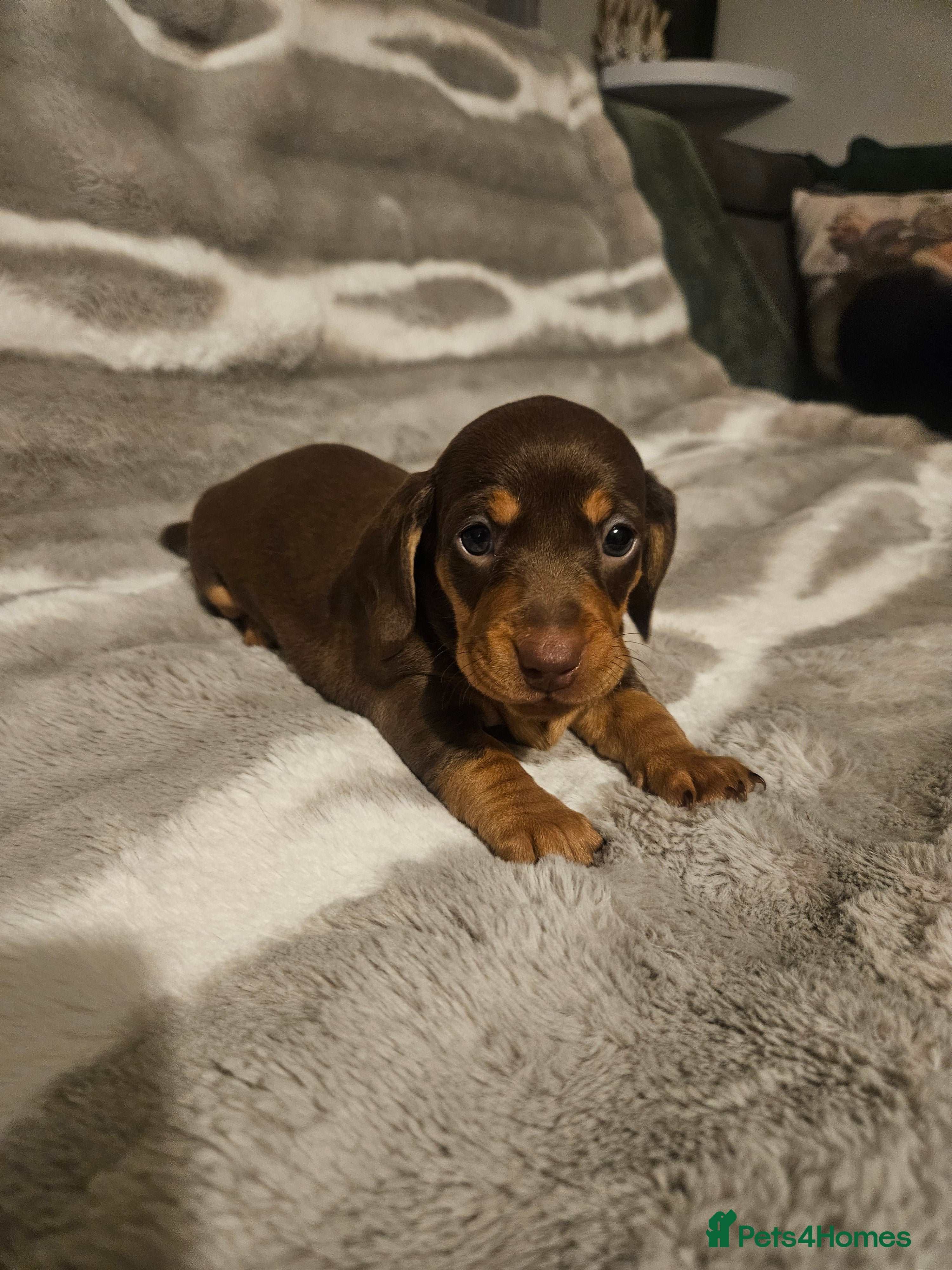 Dachshund dogs Beautiful Standard Dachshund  - Advert 2