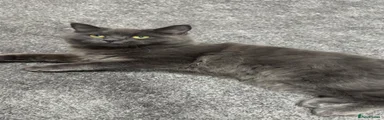 Cat 2