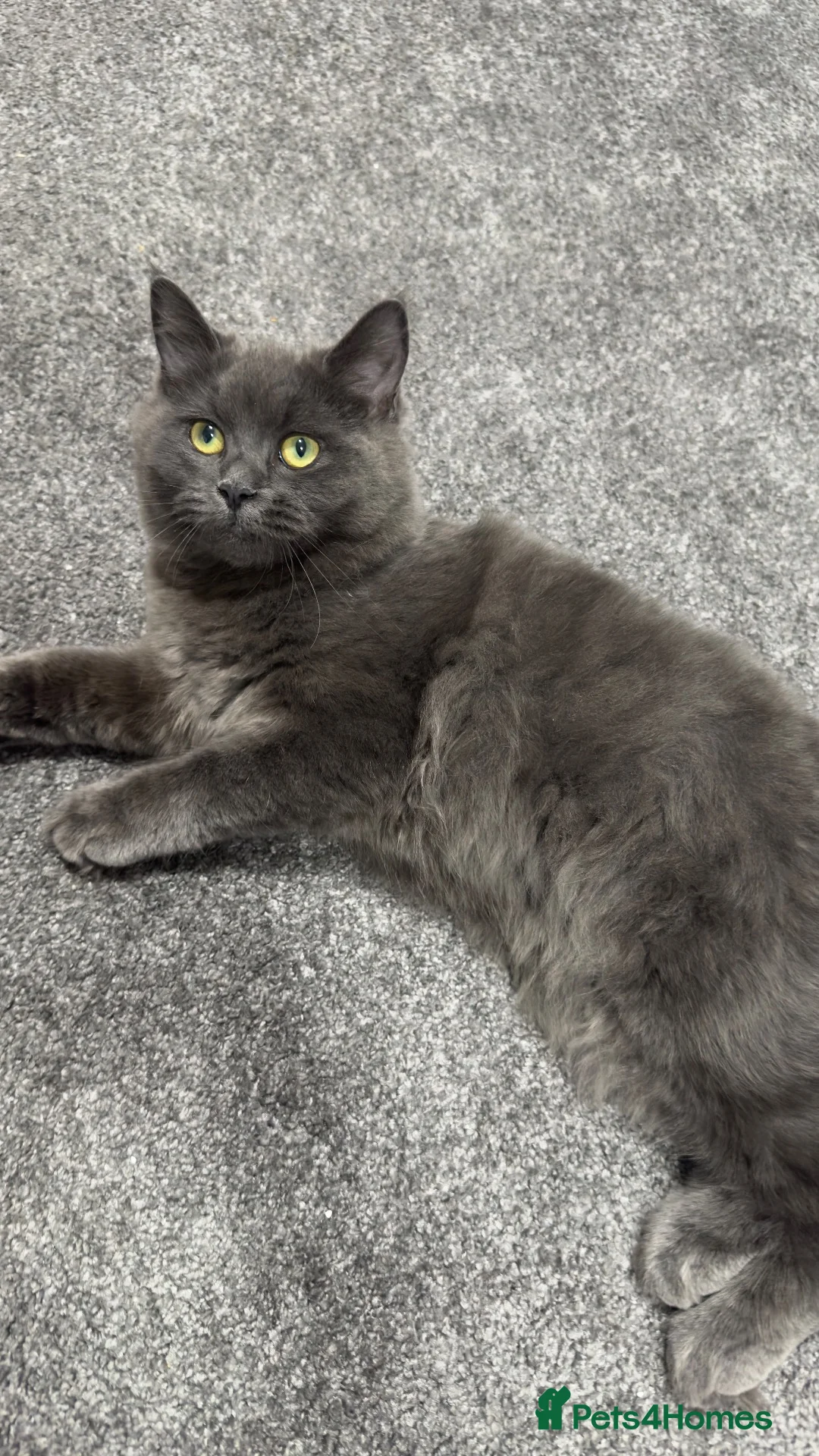 Ragdoll cats for sale: 2 Beautiful Ragdoll/British Short Hair kittens - Advert 10