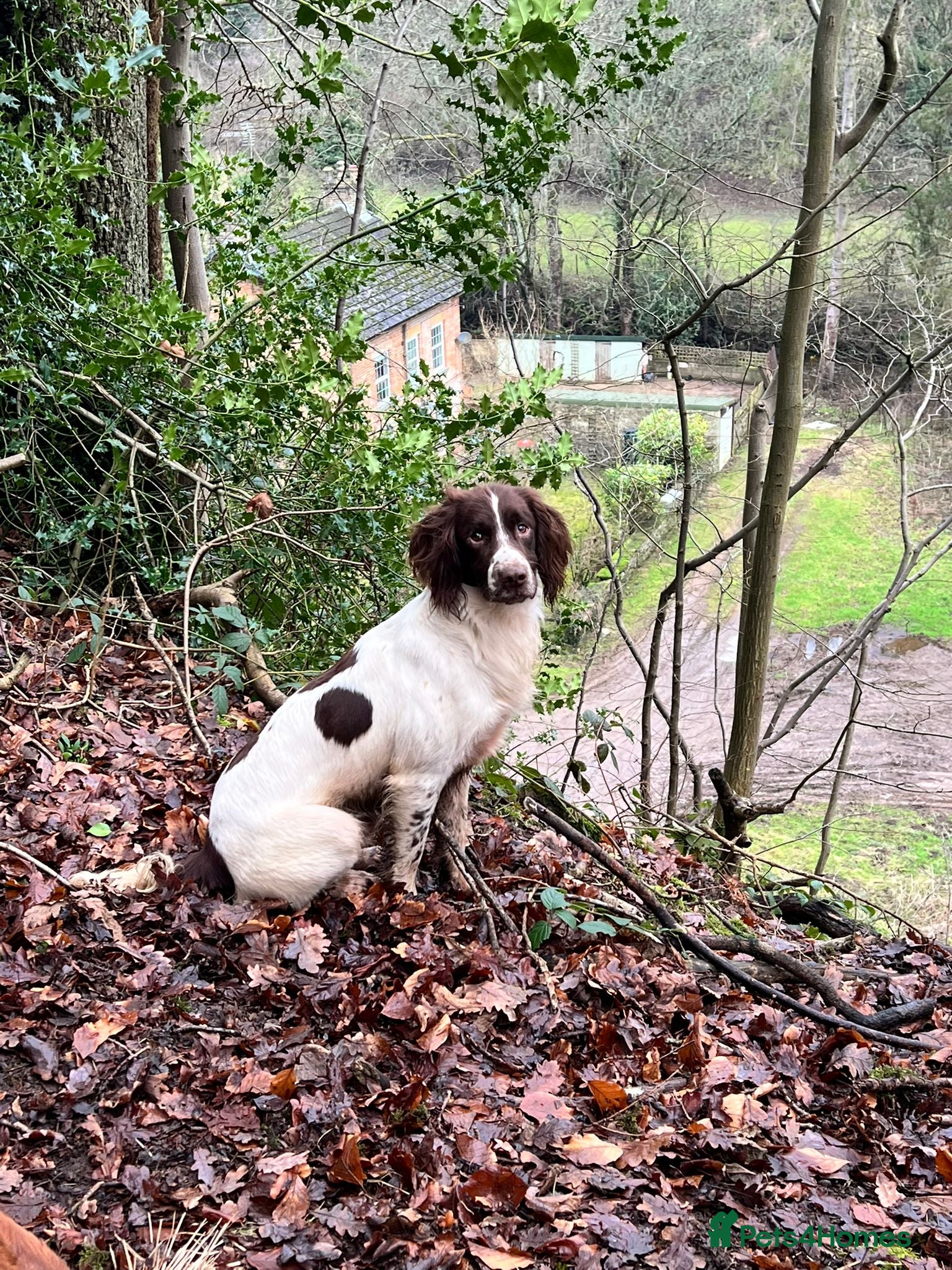 English Springer Spaniel dogs Expetionally well bred springer  - Advert 1
