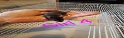 Rat rodents for sale: Baby female fancy rats  - Advert 3