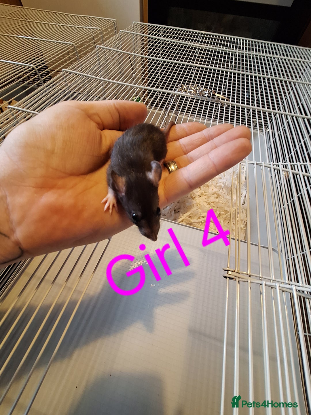 Rat rodents for sale: Baby female fancy rats  - Advert 3