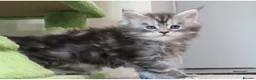 Maine Coon cats for sale: 3 beautiful Russian maincoon kittens   - Advert 9