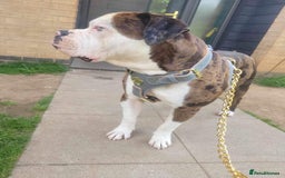 Mixed Breed dogs for sale: 4 beautiful puppies available  - Image 12