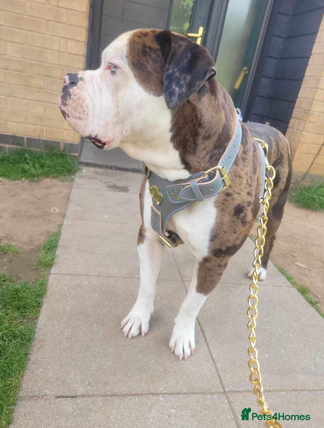 Mixed Breed dogs for sale: 4 beautiful puppies available  - Image 12