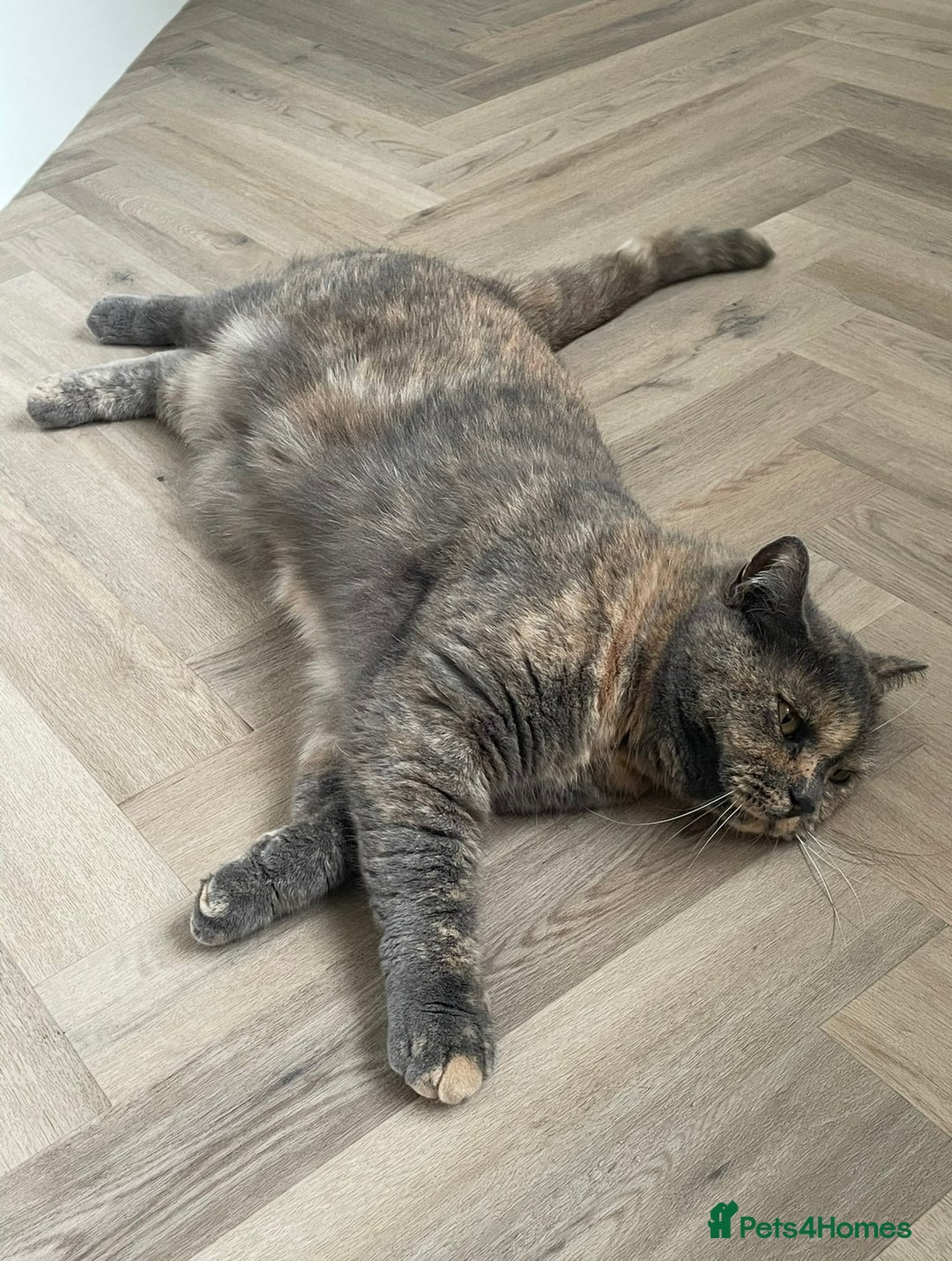 British Shorthair cats for sale: Female British Shorthair  - Advert 2