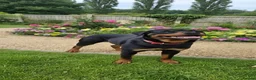 Rottweiler dogs for sale: Amazingly beautiful 1.5 years Rottie in Oldbury - Advert 3