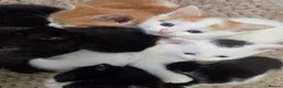 Mixed Breed cats for sale: Little bundles of fluff! - Advert 4