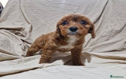 Cavapoo dogs for sale: Cavapoo puppies  - Image 10