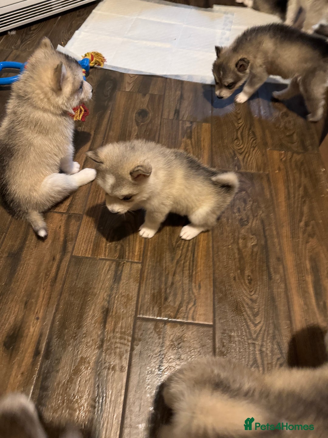 Alaskan Malamute dogs for sale: 3 left beautiful Alaskan malamute puppies  - Advert 5