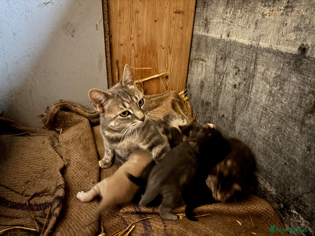 British Shorthair cats for sale: Beautiful litter of adorable kittens - Image 1