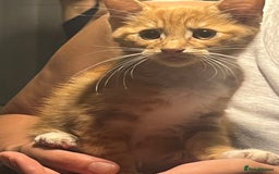 Domestic Shorthair cats for sale: Orange Fluffballs 💕💕 - Image 1