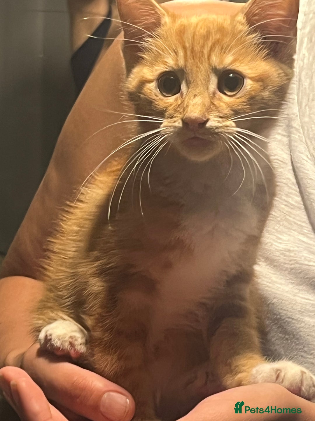 Domestic Shorthair cats for sale: Orange Fluffballs 💕💕 - Image 1