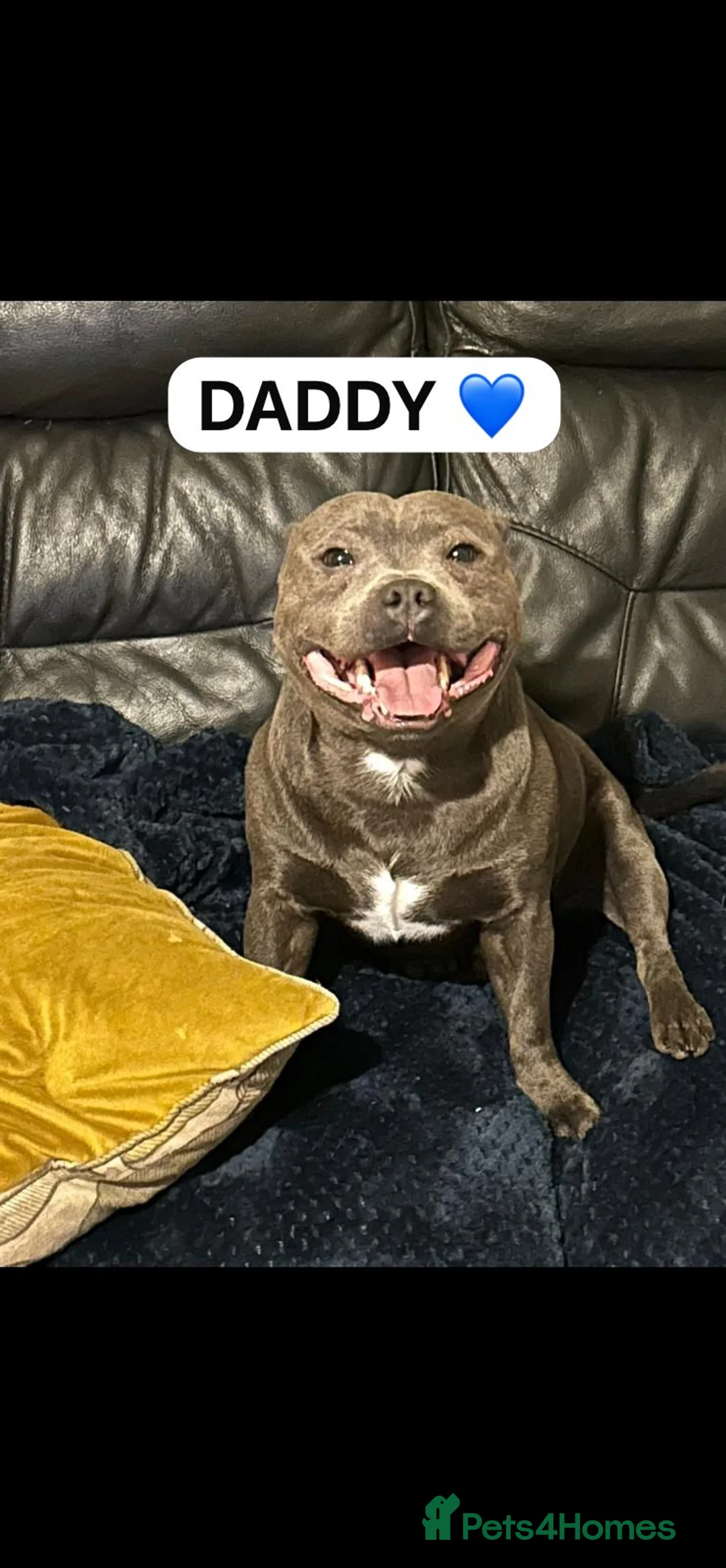 Staffordshire Bull Terrier dogs for sale: 4 Beautiful KC Registered Puppies 2 Boys & 2 Girls in Birmingham - Advert 20