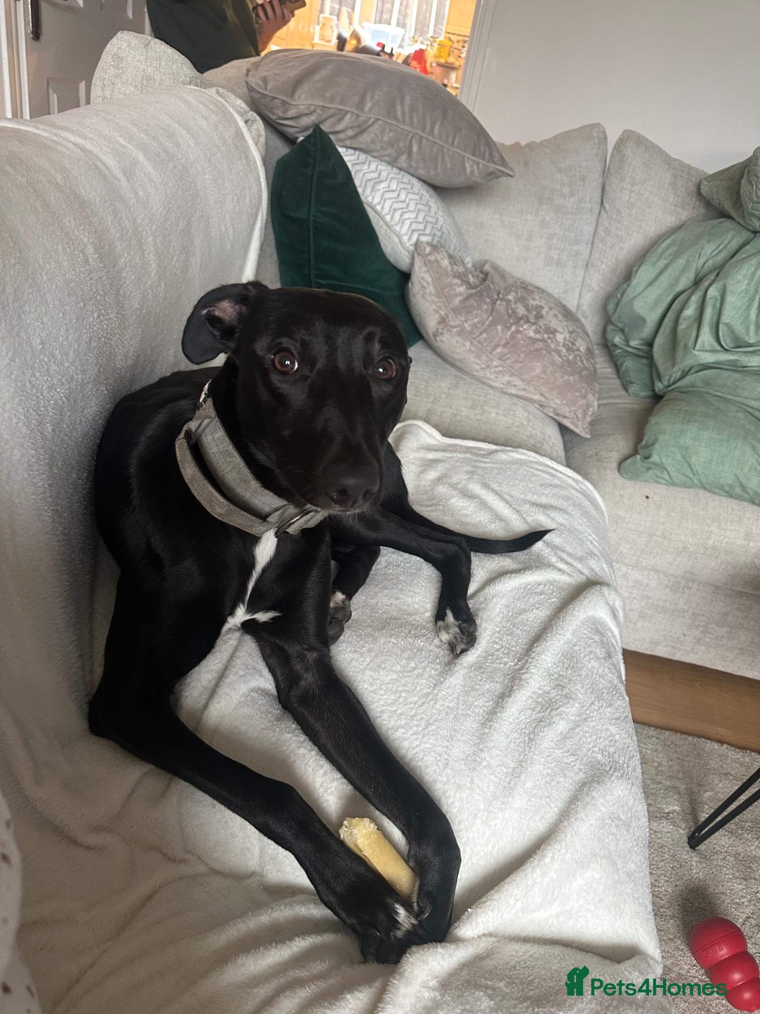 Lurcher dogs Chester - Advert 6