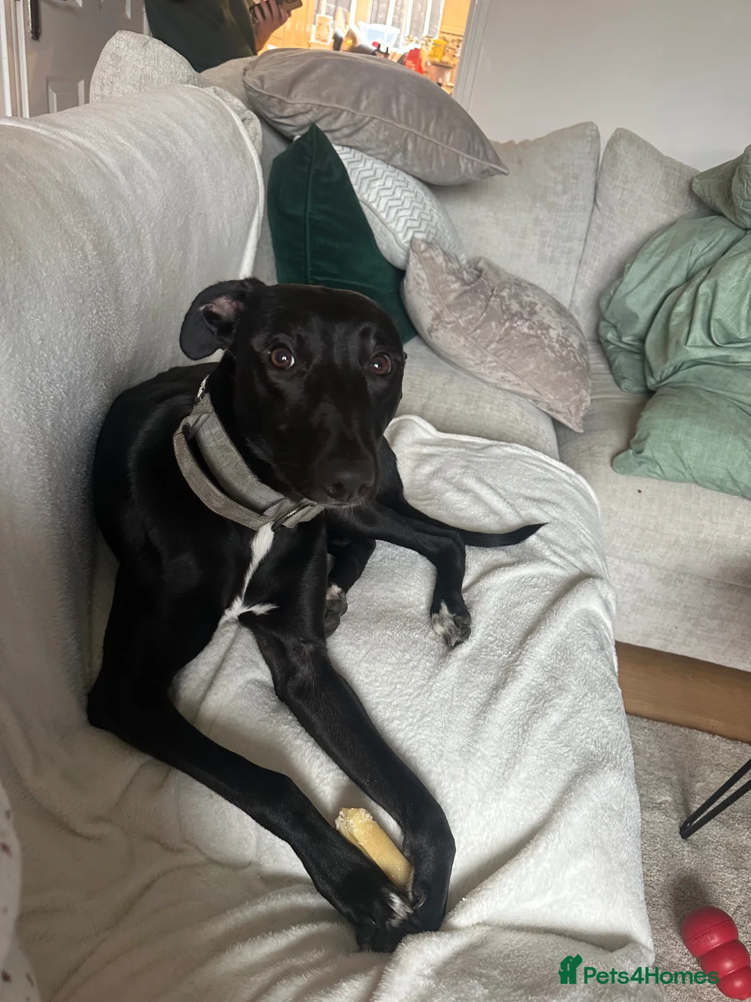 Lurcher dogs for sale: Chester in Leeds - Advert 1