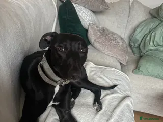 Lurcher dogs Chester - Advert 6