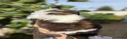 Shih Tzu dogs for sale: 5 purebred adorable fluffy shihtzu’s ready to view - Advert 14