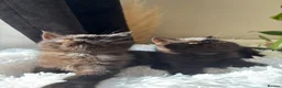 Exotic cats for sale: PET REGISTERED EXOTIC KITTENS  - Advert 9