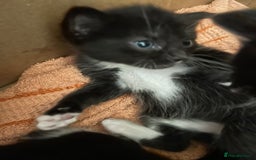 Turkish Angora cats for sale: Turkish Angora Type  - Image 13