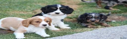 Cavapoo dogs for sale: COCKERLIERPOO puppies for sale - Advert 29