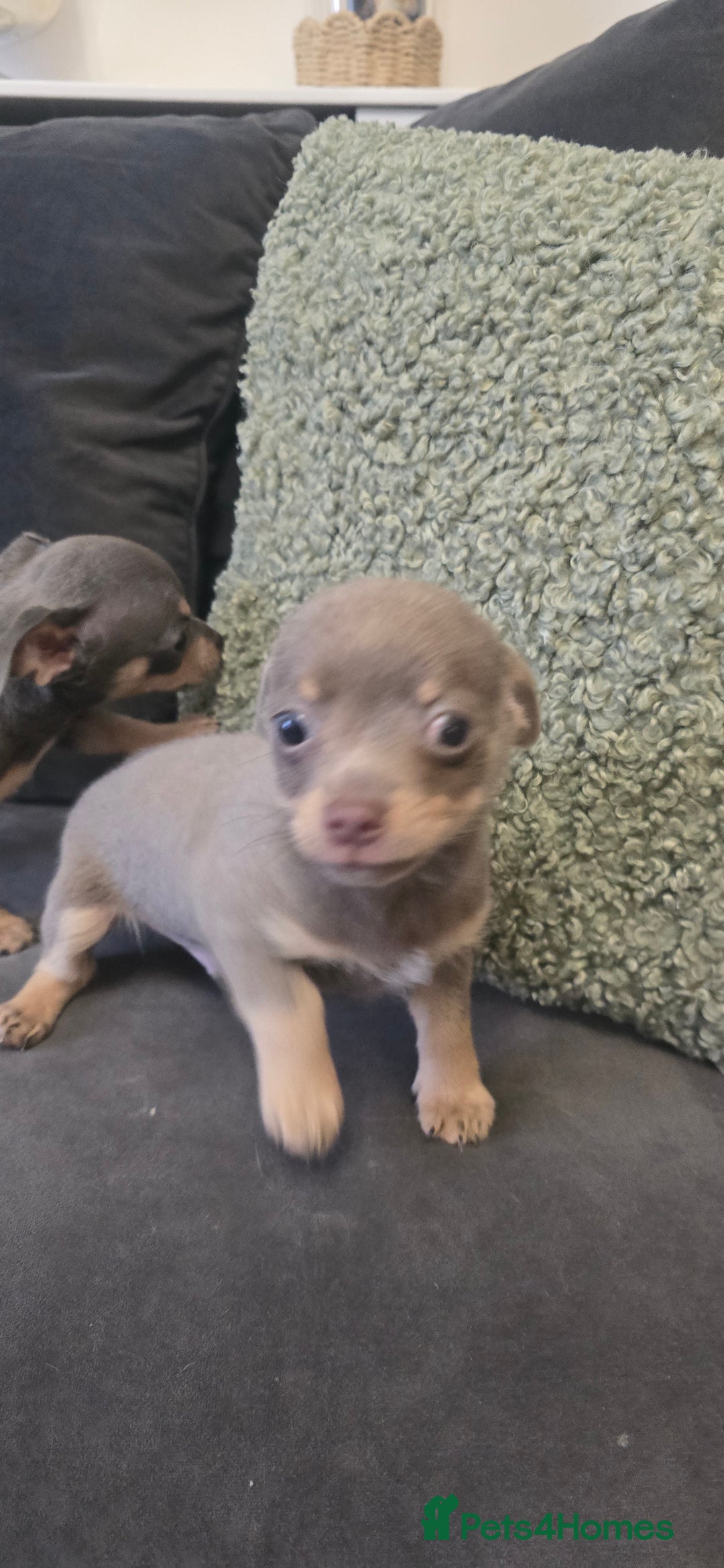 Chihuahua dogs for sale: Two males Chihuaha pups - Image 11