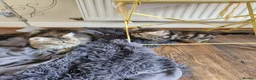 Maine Coon cats for sale: REDUCED due to buyer let down   Ginger girl  - Advert 6