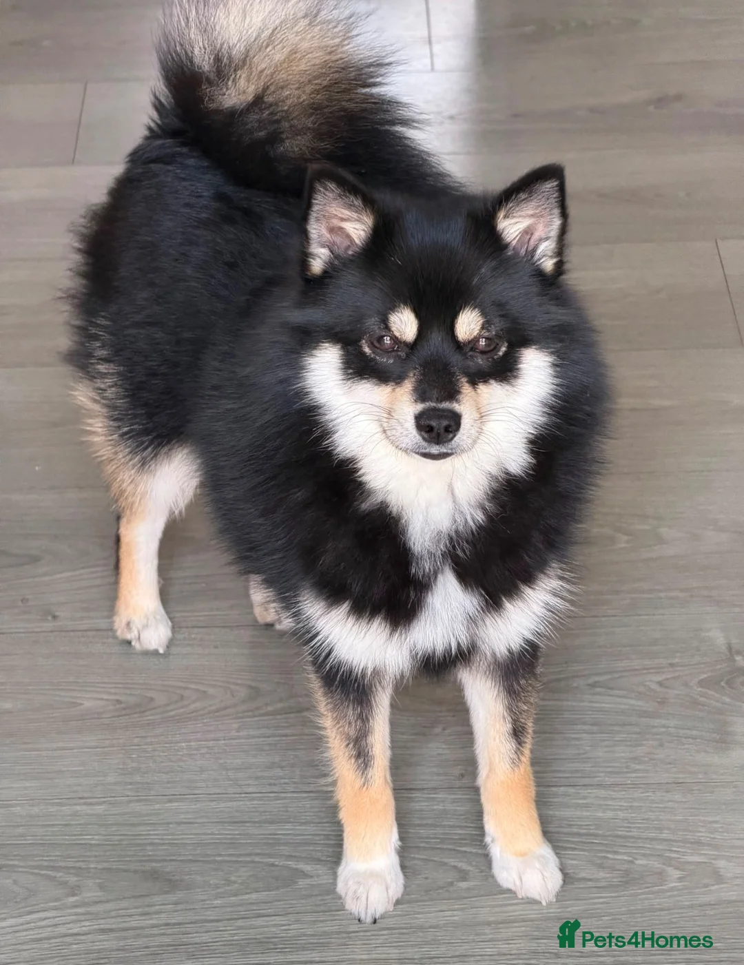 Pomeranian dogs for sale: Girl Pomeranian for sale (£650) - Advert 2