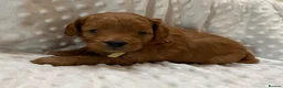 Cockapoo dogs for sale:  F1b American Cockapoos * Health Tested Parents * - Advert 5
