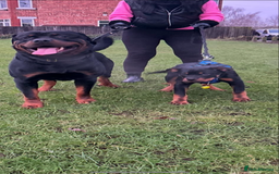 Rottweiler dogs for sale: Pedigree German chunky Rottweiler puppies  - Advert 29
