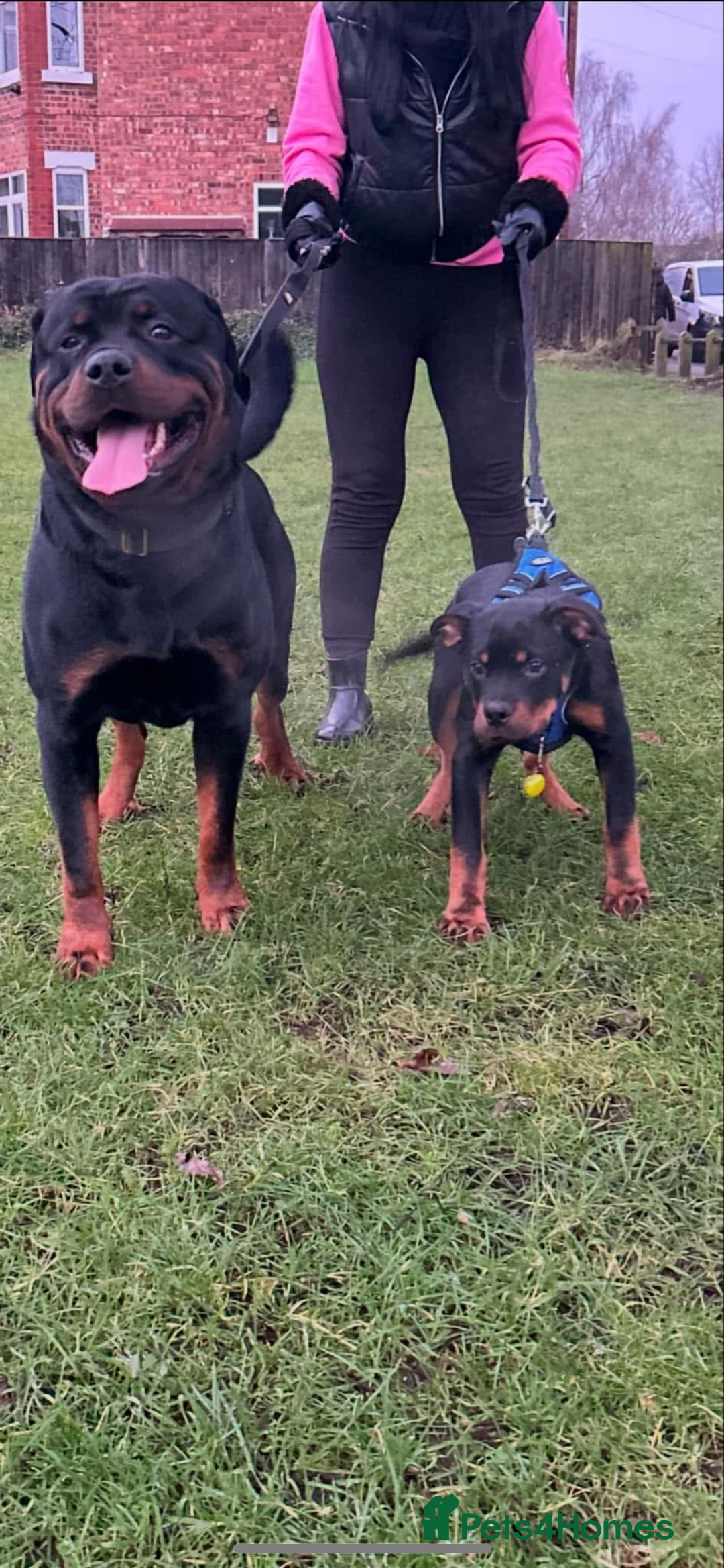 Rottweiler dogs for sale: Pedigree German chunky Rottweiler puppies  - Advert 29