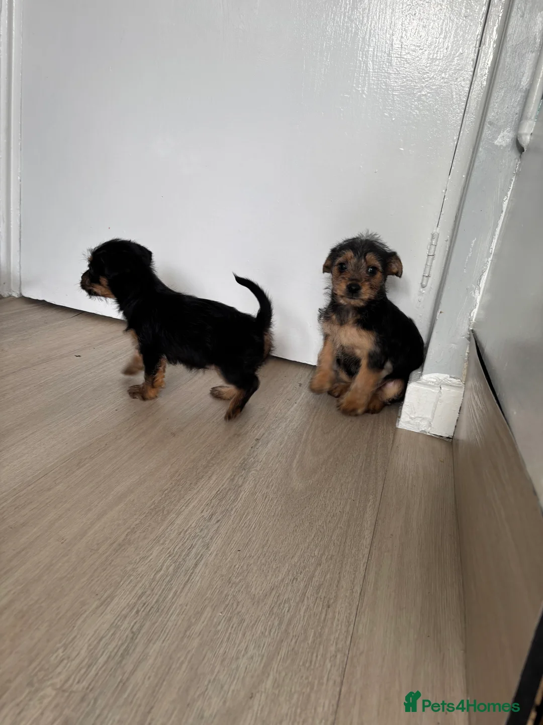 Mixed Breed dogs for sale: 3 beautiful dachshund cross Yorkshire terrier  - Advert 7