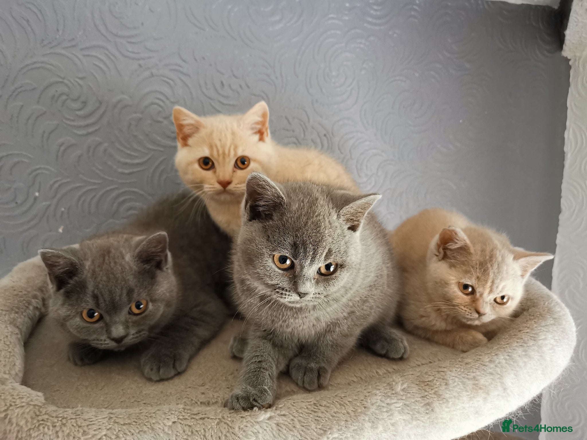 British Shorthair cats for sale: Stunning GCCF reg kittens ready to leave now! - Advert 1