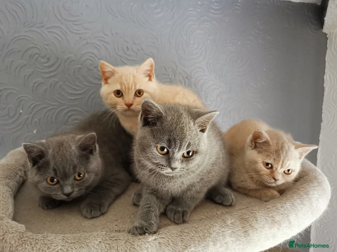British Shorthair cats for sale: Stunning GCCF reg kittens ready to leave now! - Advert 1