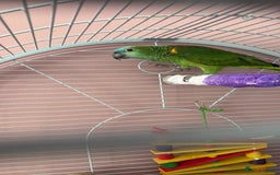 Parrots birds for sale: Blue fronted amazon - Advert 2