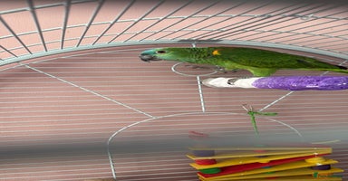 Parrots birds Blue fronted amazon - Advert 8