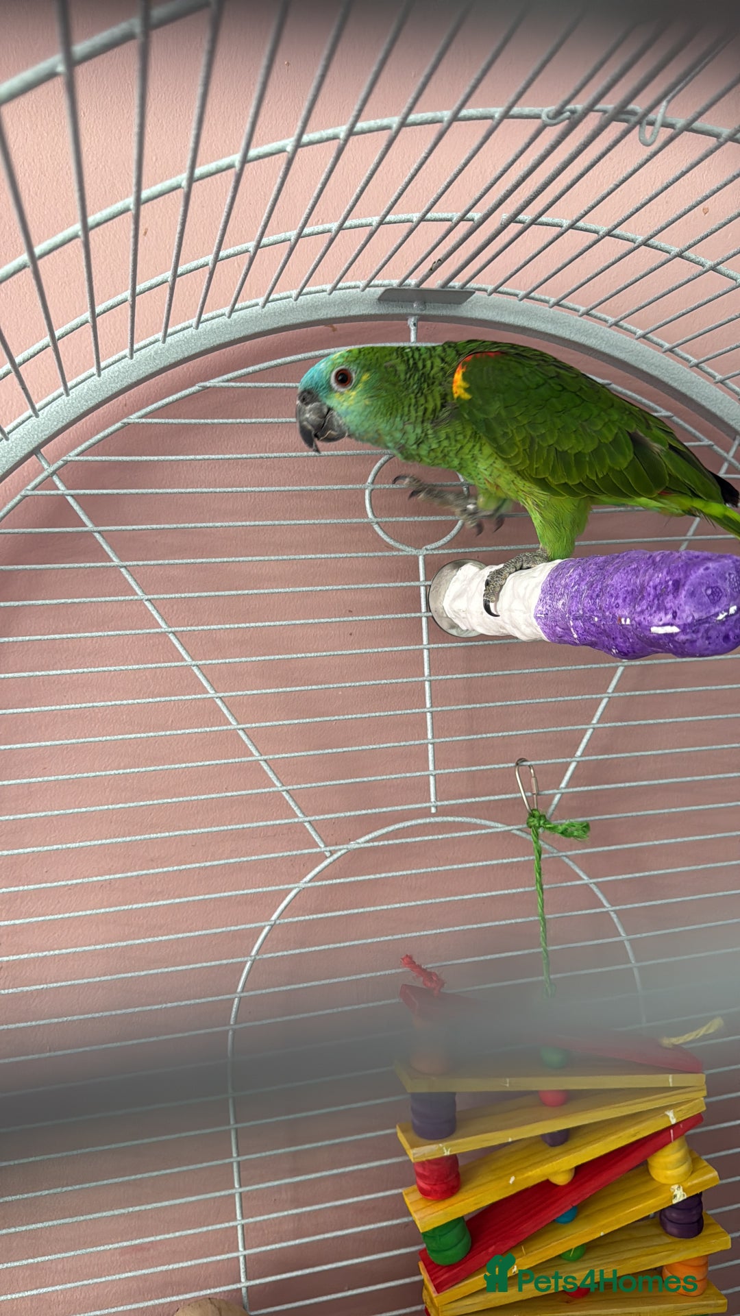 Parrots birds for sale: Blue fronted amazon - Advert 2