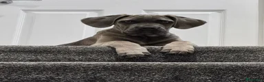 Cane Corso 2