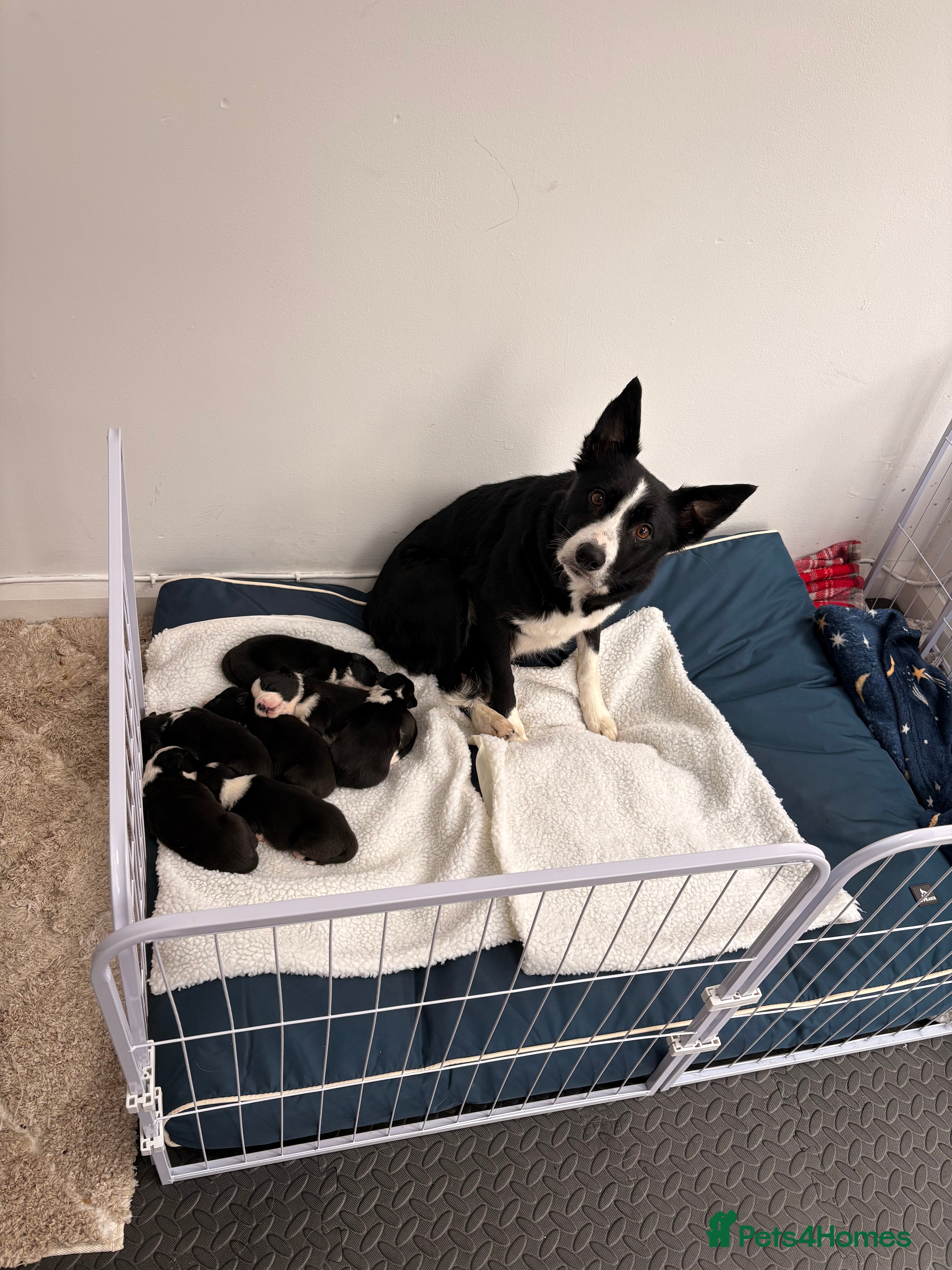 Border Collie dogs 6 week old puppies  - Advert 1