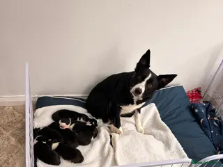Border Collie dogs 6 week old puppies - Advert 2