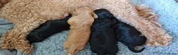 Cavapoo dogs for sale: Beautiful Cavapoo Puppies in Darlington - Advert 6