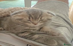 Mixed Breed cats for sale: Adorable Scottish Fold Kittens for sale - Image 4