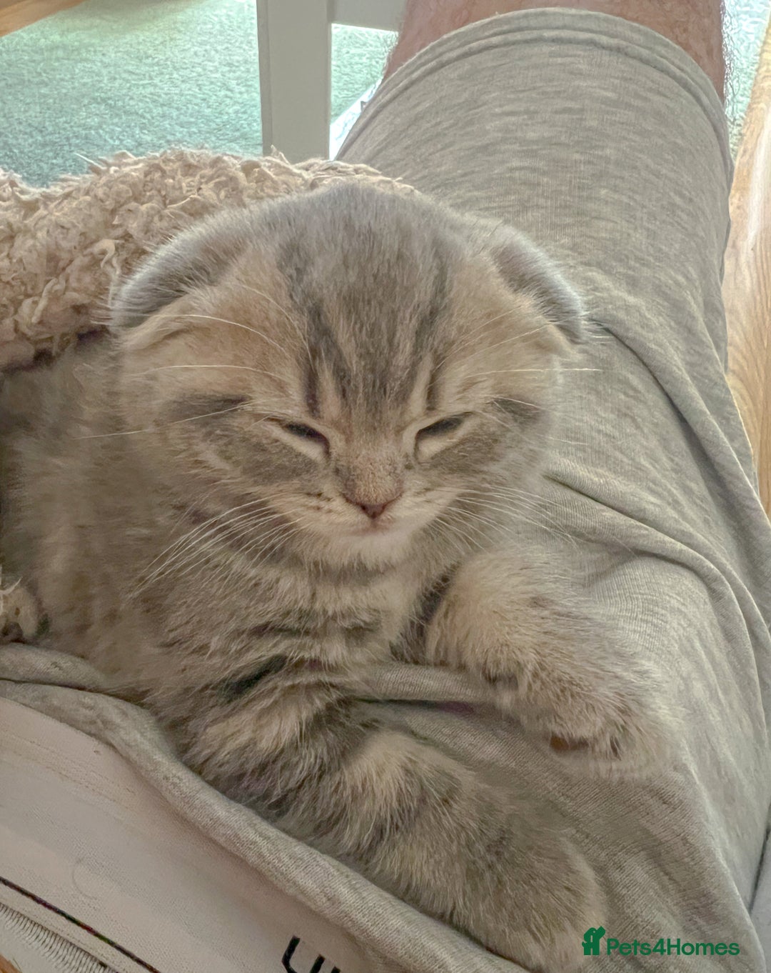 Mixed Breed cats for sale: Adorable Scottish Fold Kittens for sale - Image 4