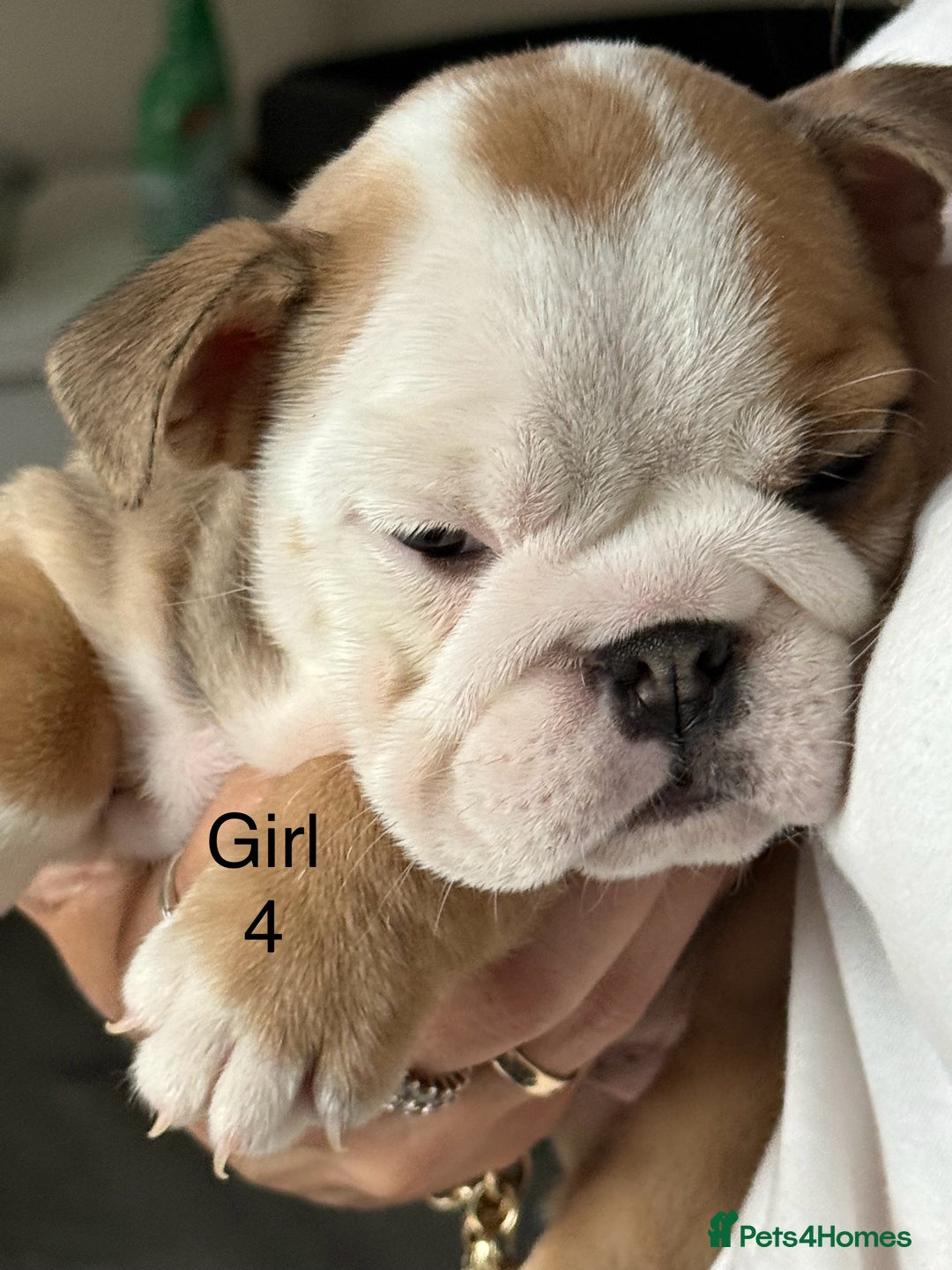 English Bulldog dogs for sale: KC Reg Traditional English Bulldog puppies - Image 15
