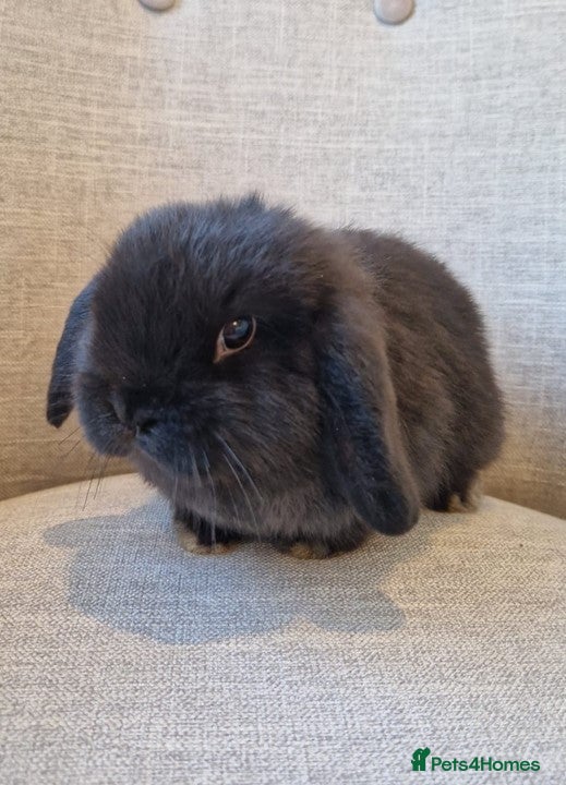 Mini Lop rabbits Exceptional Black Mini-Lop Girl. Available Now - Advert 3