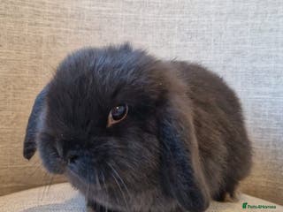 Mini Lop rabbits Exceptional Black Mini-Lop Girl. Available Now - Advert 3
